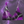 Load image into Gallery viewer, Purple Lethal Lightning Bikini Top